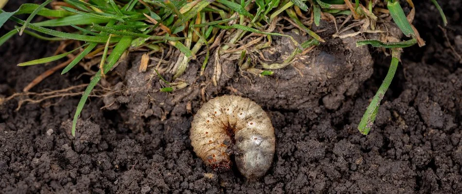 White grub on soil near grass in Charlotte, NC.