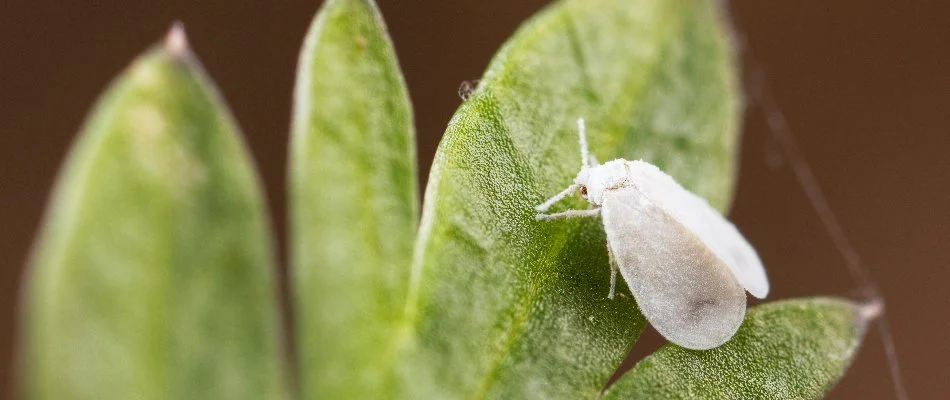 Whitefly on a shrub leaf in Charlotte, NC.