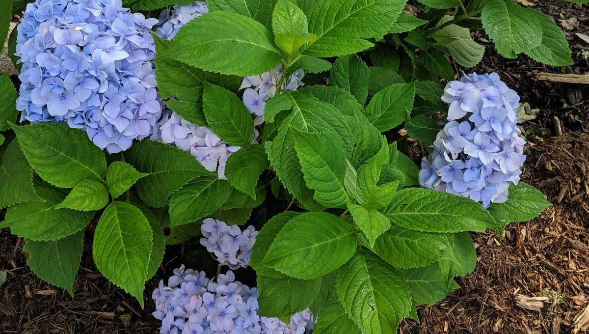 Colorful hydrangea with mulch in landscape bed in Concord, NC.