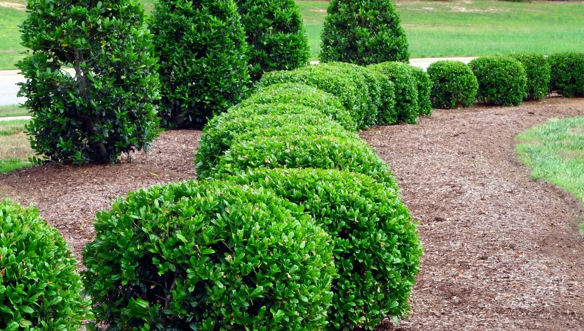 Huntersville, NC landscaping with green shrubs and brown mulch.