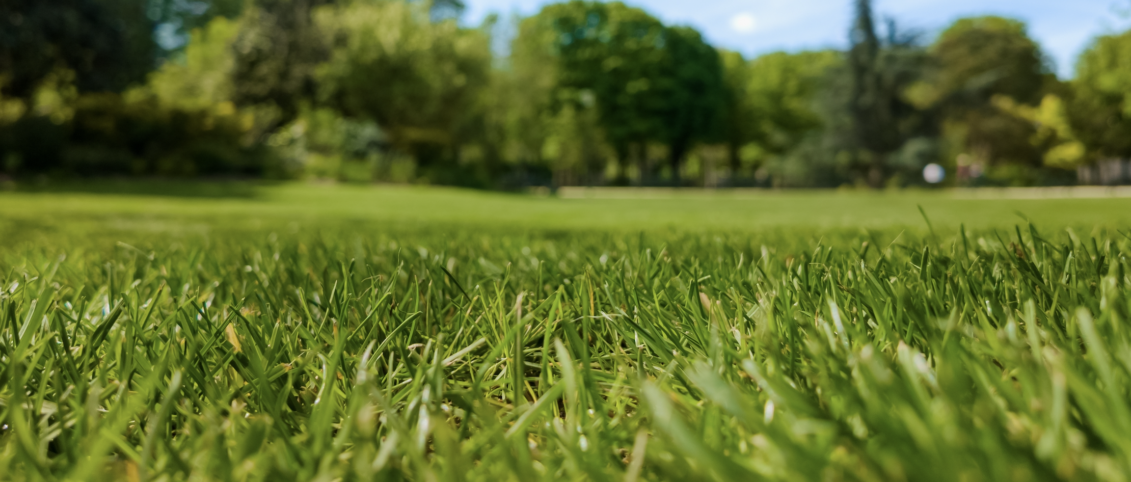 Healthy green lawn in Ballantyne