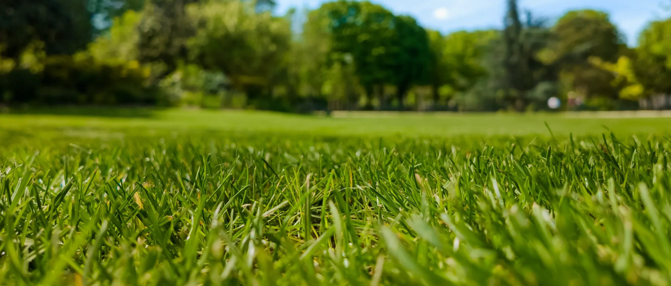 Healthy green lawn in North Mecklenburg