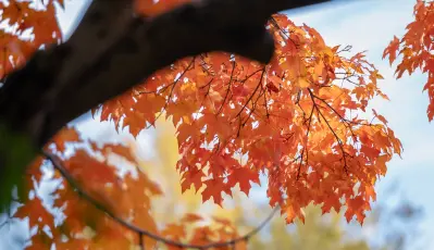 Shrub & Tree Services