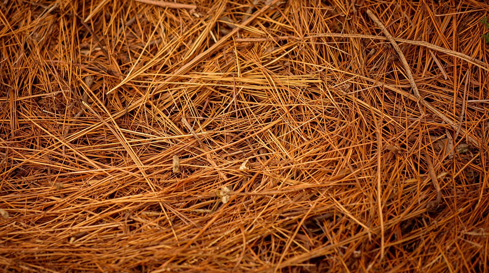 Professional pine needle installation and mulch services in Charlotte, NC