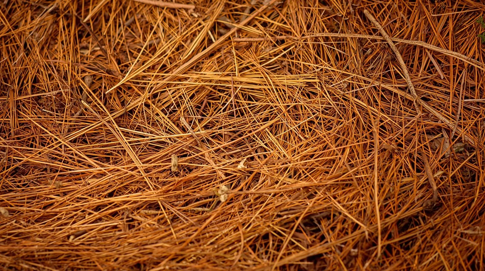 Professional pine needle installation and mulch services in Charlotte, NC