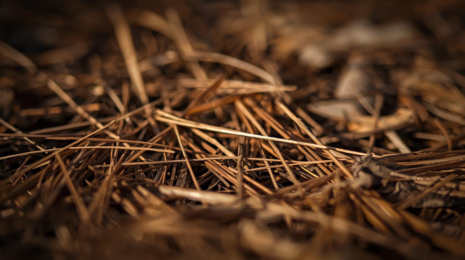 Natural pine needle mulch enhancing landscape beds in Charlotte, NC