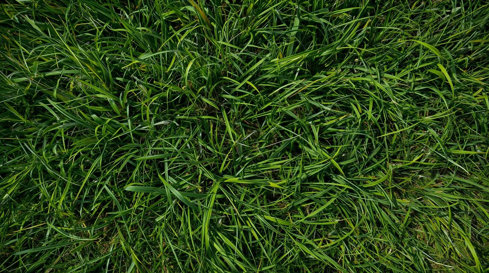Tall fescue lawn with Bermudagrass spreading through a sunny edge in the Charlotte area