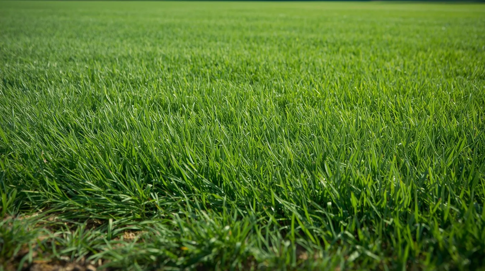 Seasonal bluegrass lawn care calendar separating pre-emergent, fertilization, and renovation work