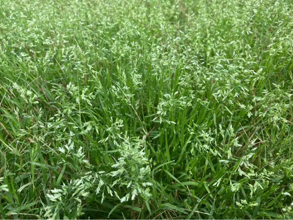 Close view of Kentucky bluegrass turf that spreads through underground rhizomes