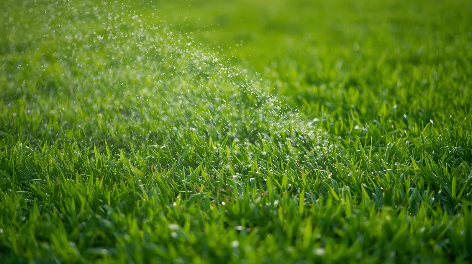 Beautiful fertilized lawn