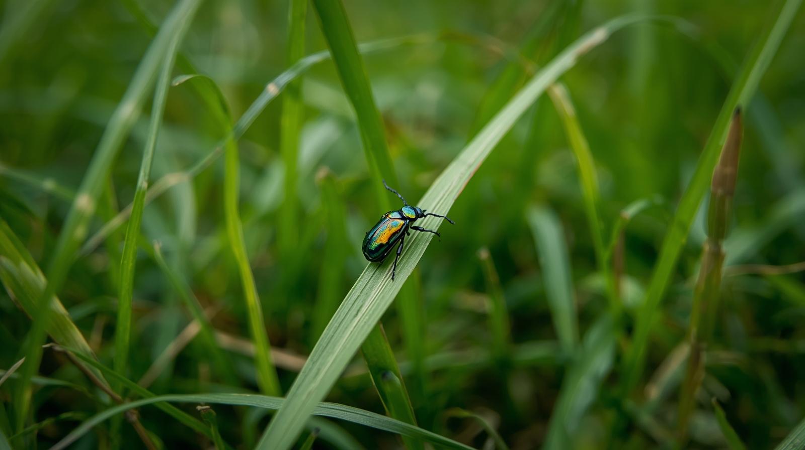 Lawn insect damage on Charlotte area turf