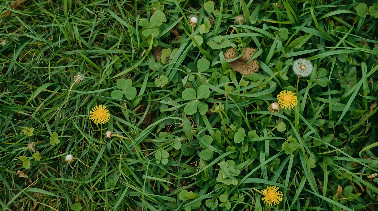 Professional weed control services in Charlotte, NC