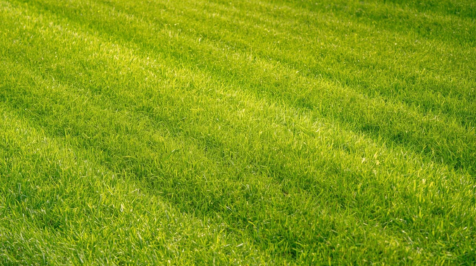 Freshly mowed Charlotte area lawn cut clean with a sharp blade