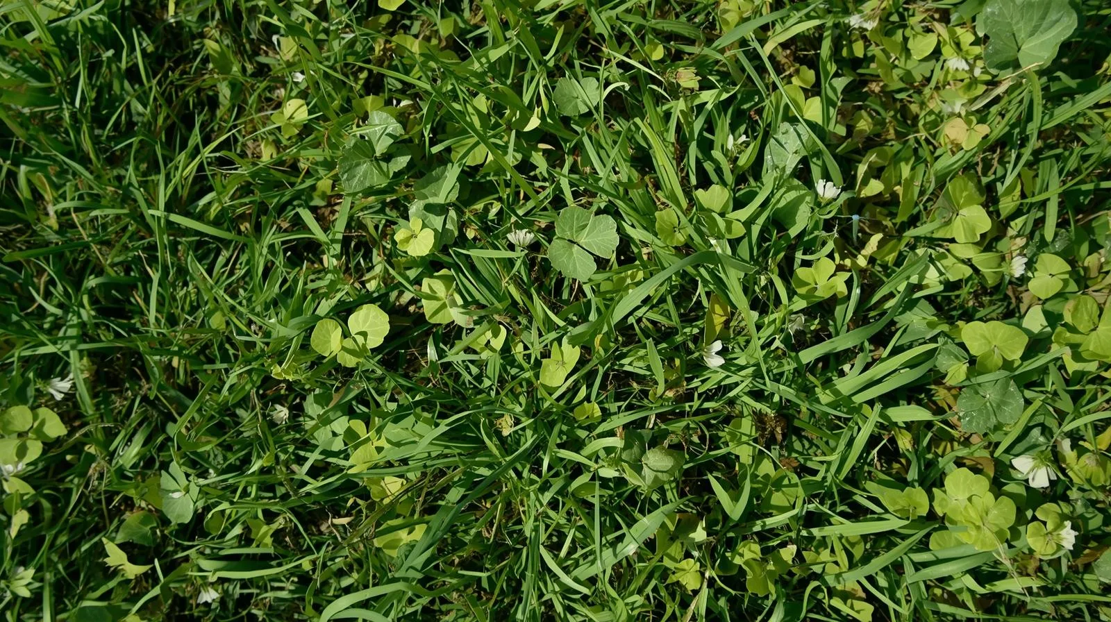 Lawn with weed problems