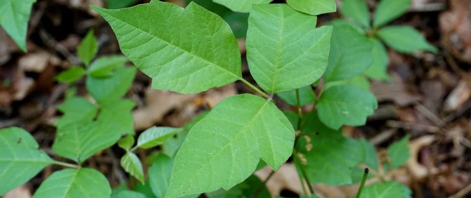 Poison ivy growing along a wooded property edge in the Charlotte area