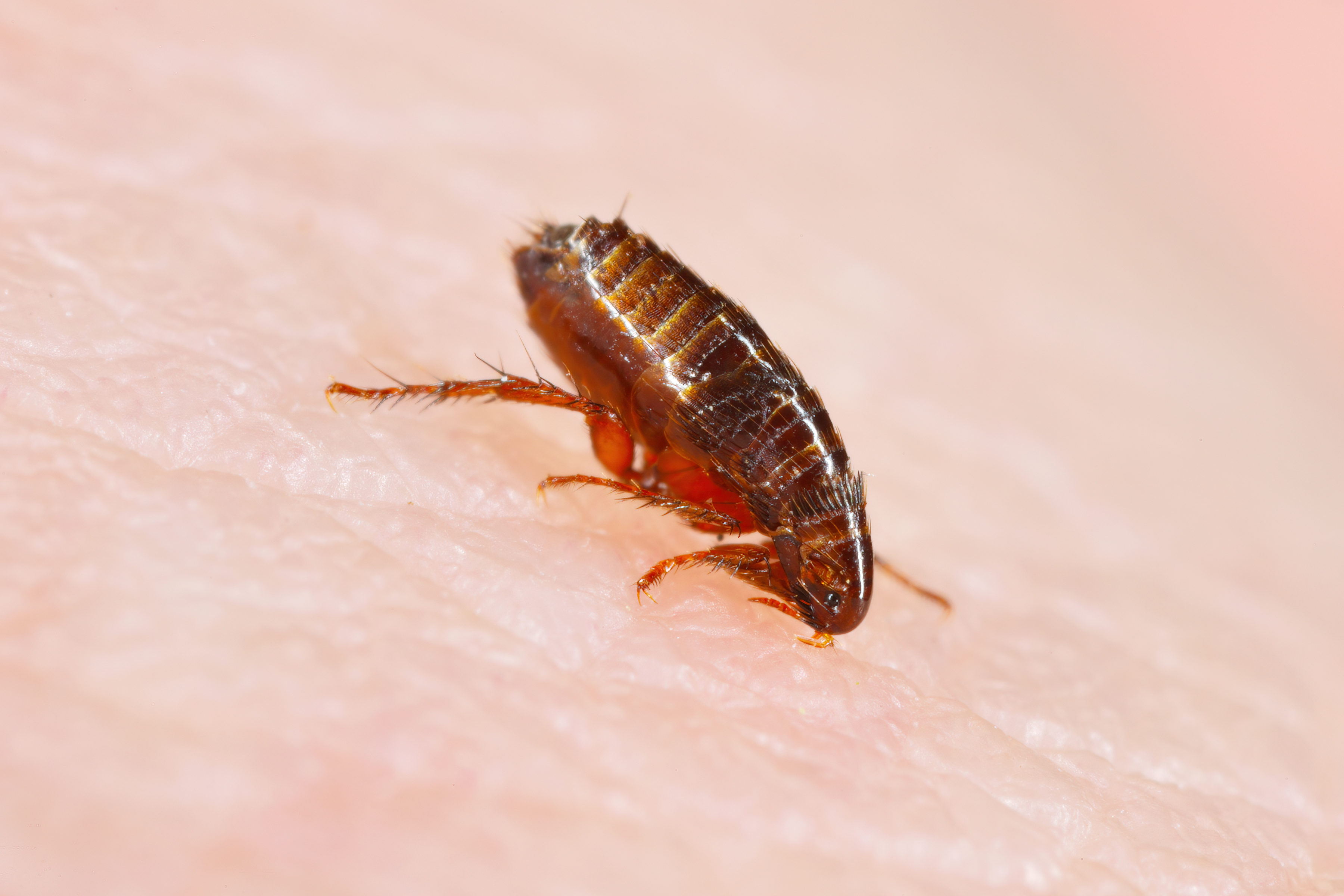 Professional flea control services in Charlotte, NC
