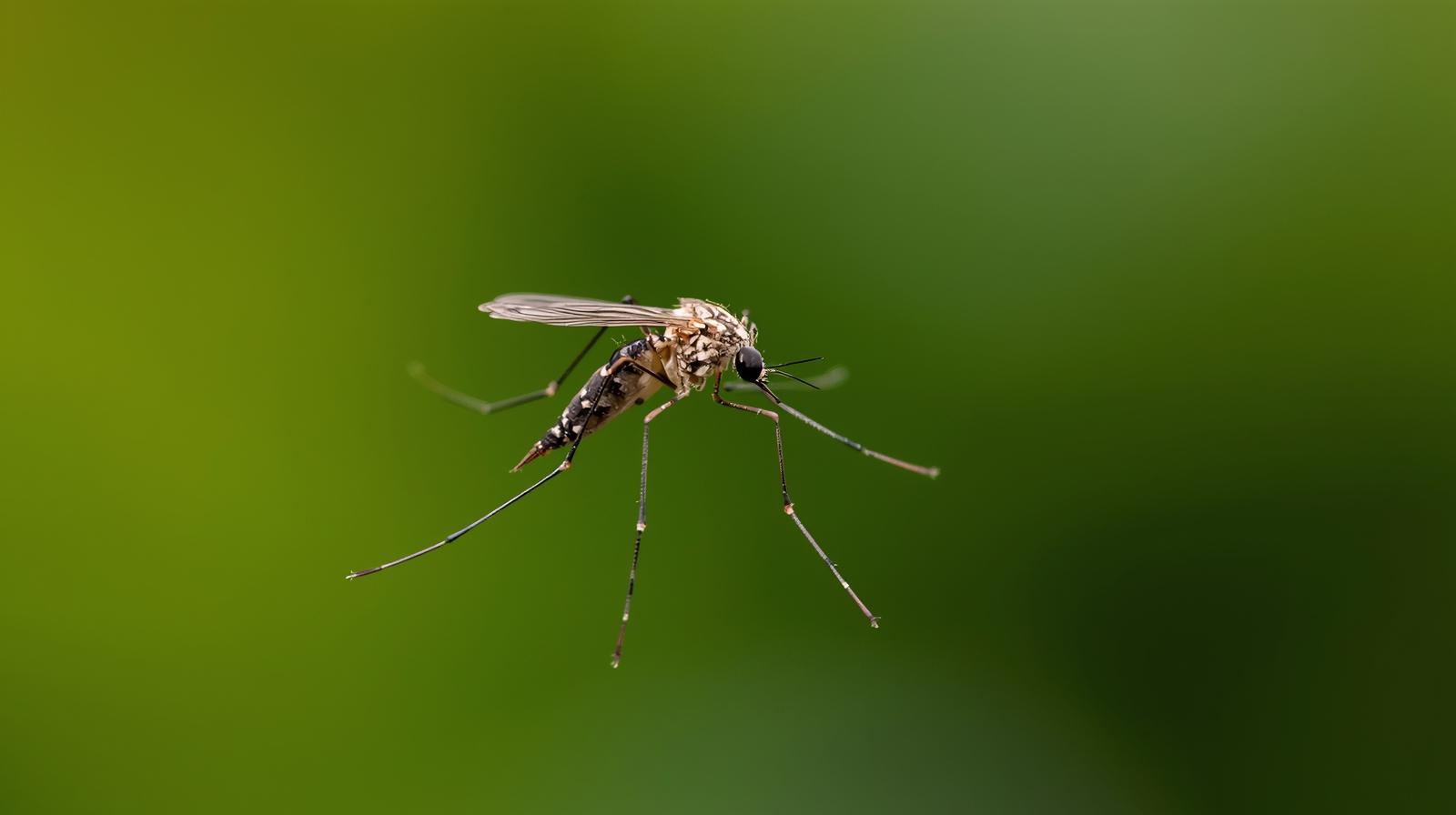 Effective mosquito control treatment protecting your outdoor space in Charlotte, NC