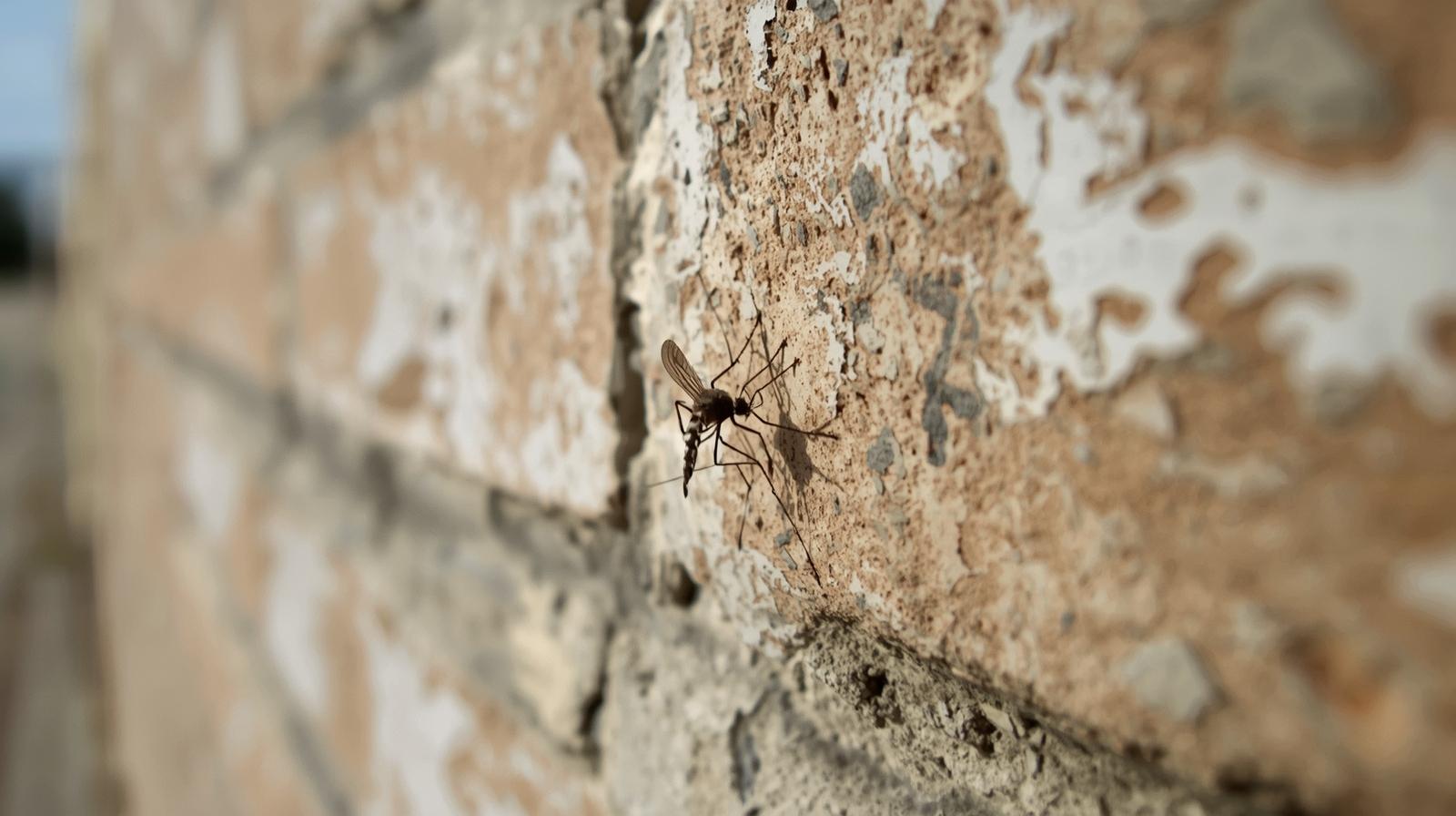 Professional mosquito control services in Charlotte, NC