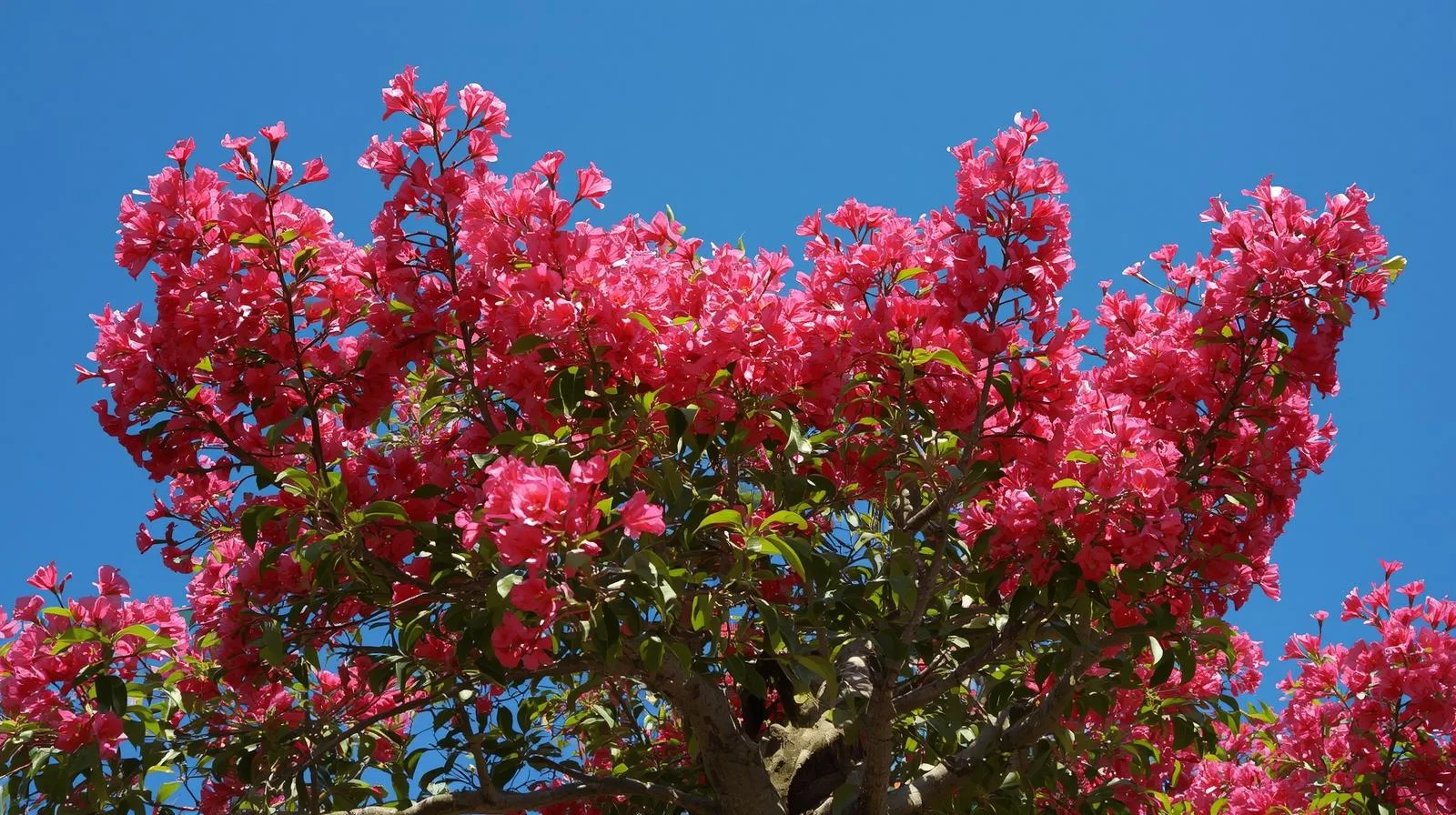 Fall shrub care in Charlotte NC