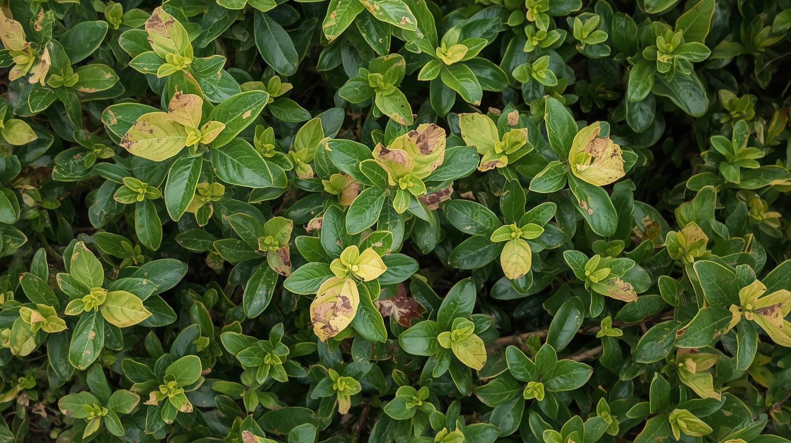 Professional shrub disease control services in Charlotte, NC