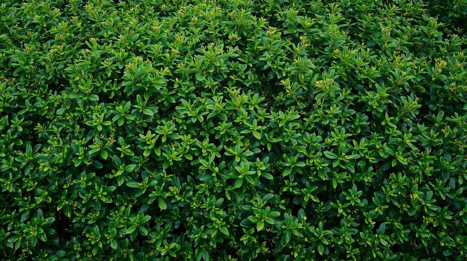 Professional shrub trimming and shaping services in Charlotte, NC