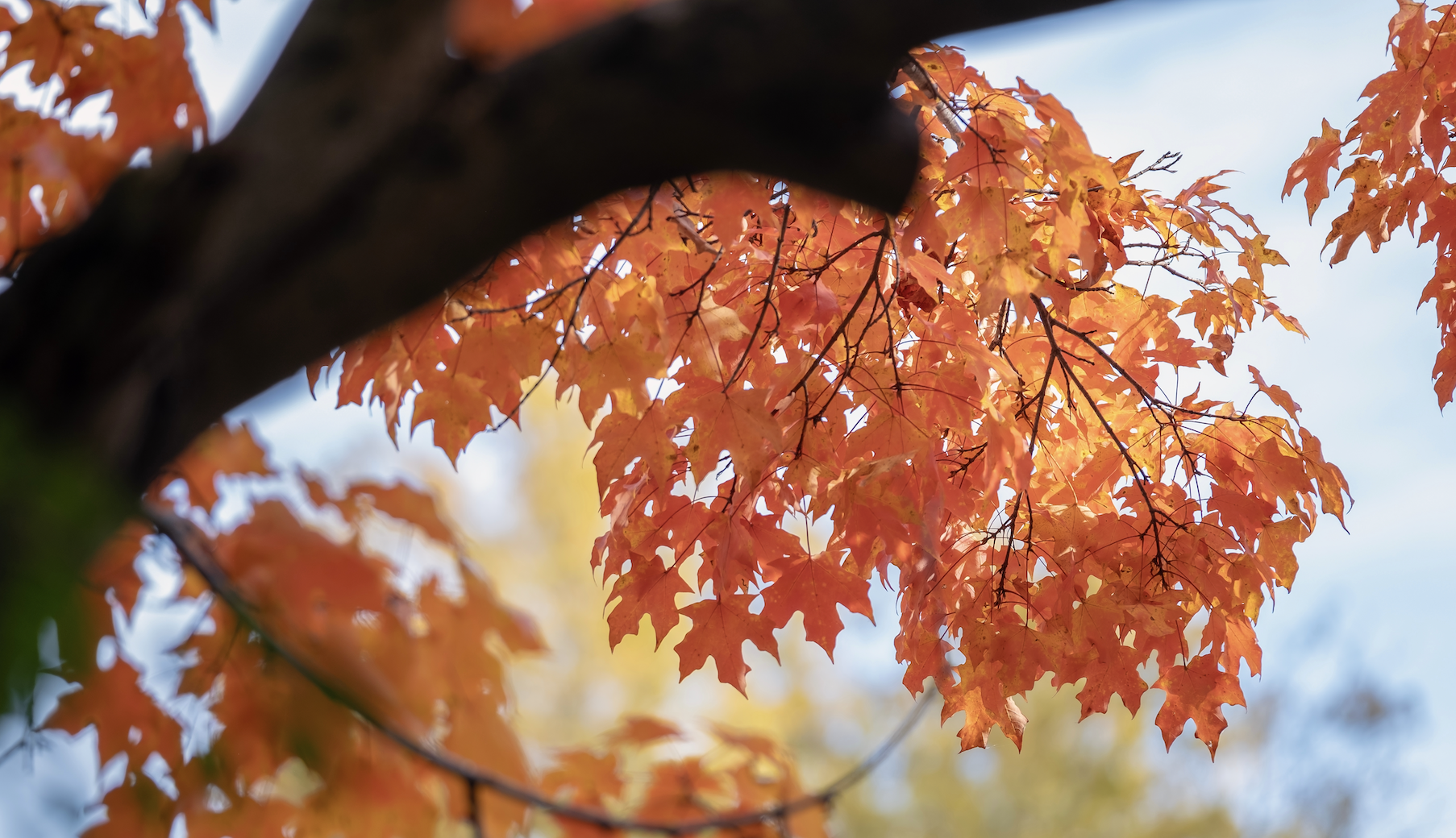 Tree and shrub care in Ballantyne