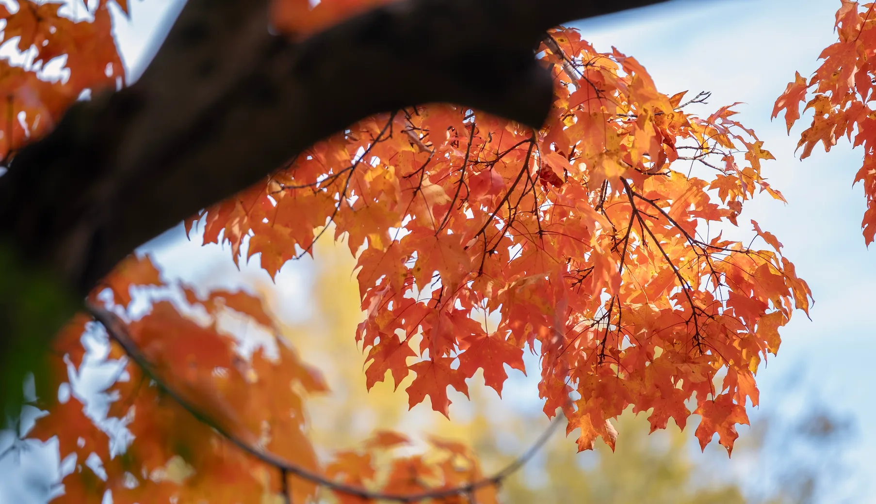 Tree and shrub care in North Mecklenburg