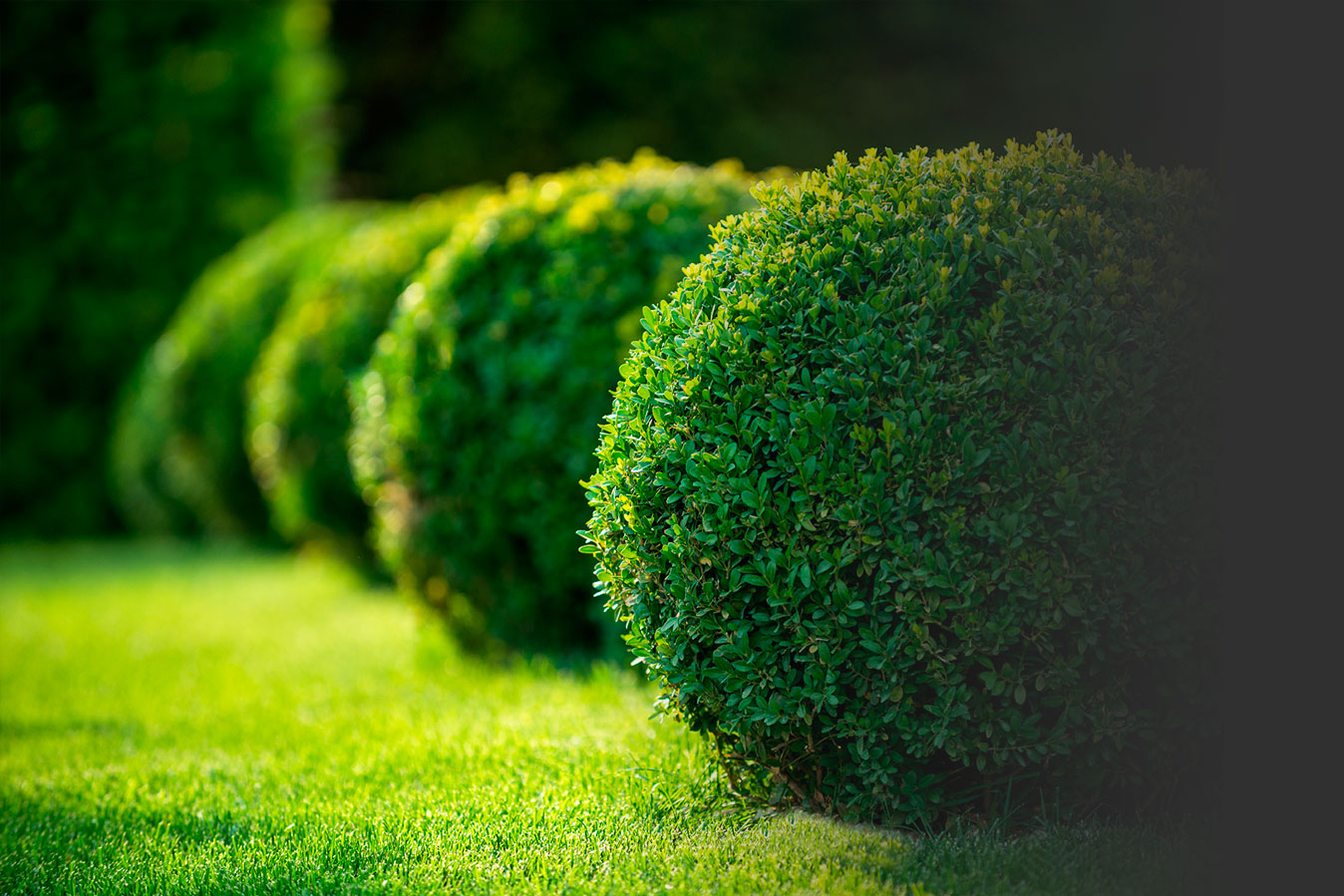 Tree & Shrub Care | Professional Services by Pine Valley Turf
