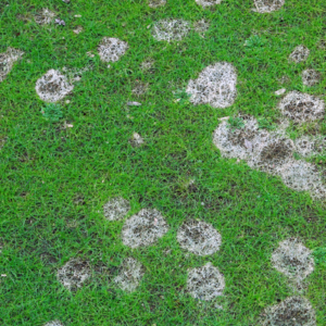 circles of lawn damage