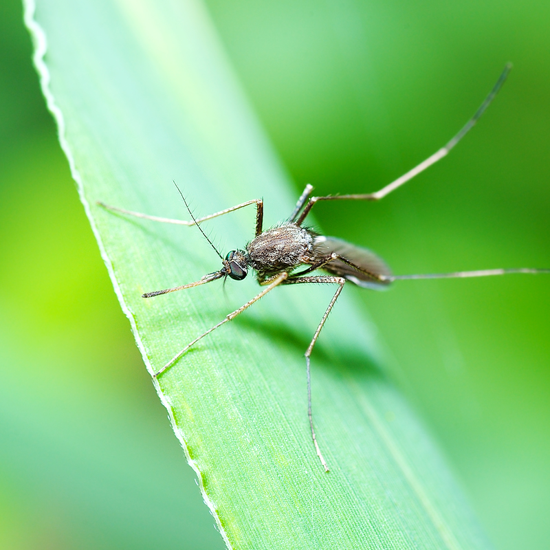 How To Get Rid of Mosquitoes For Good This Summer