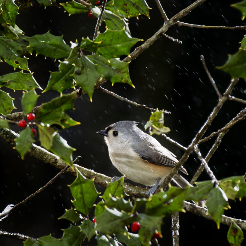 Continue To Enjoy the Outdoors by Attracting Winter Birds